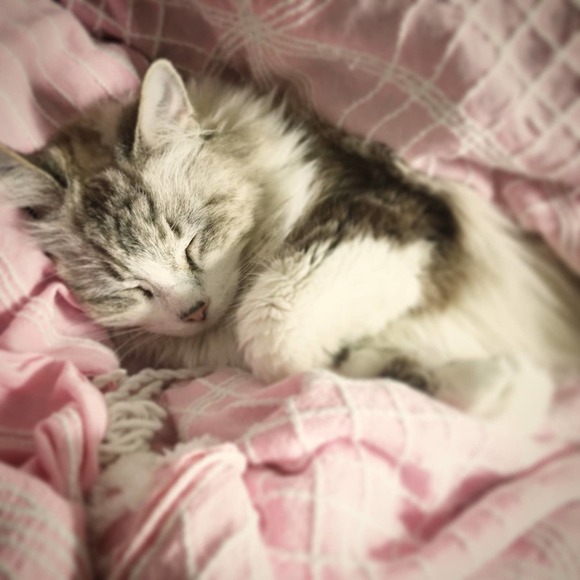 Music Chick Corea Elektric Band Concert Tee “To the Stars” Tour T-Shirt Size XL - Picture 10 of 10